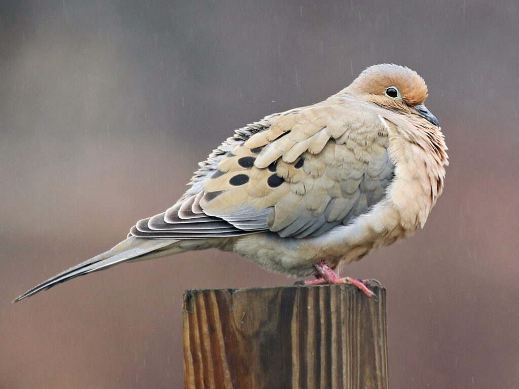 Mourning Dove Symbolism