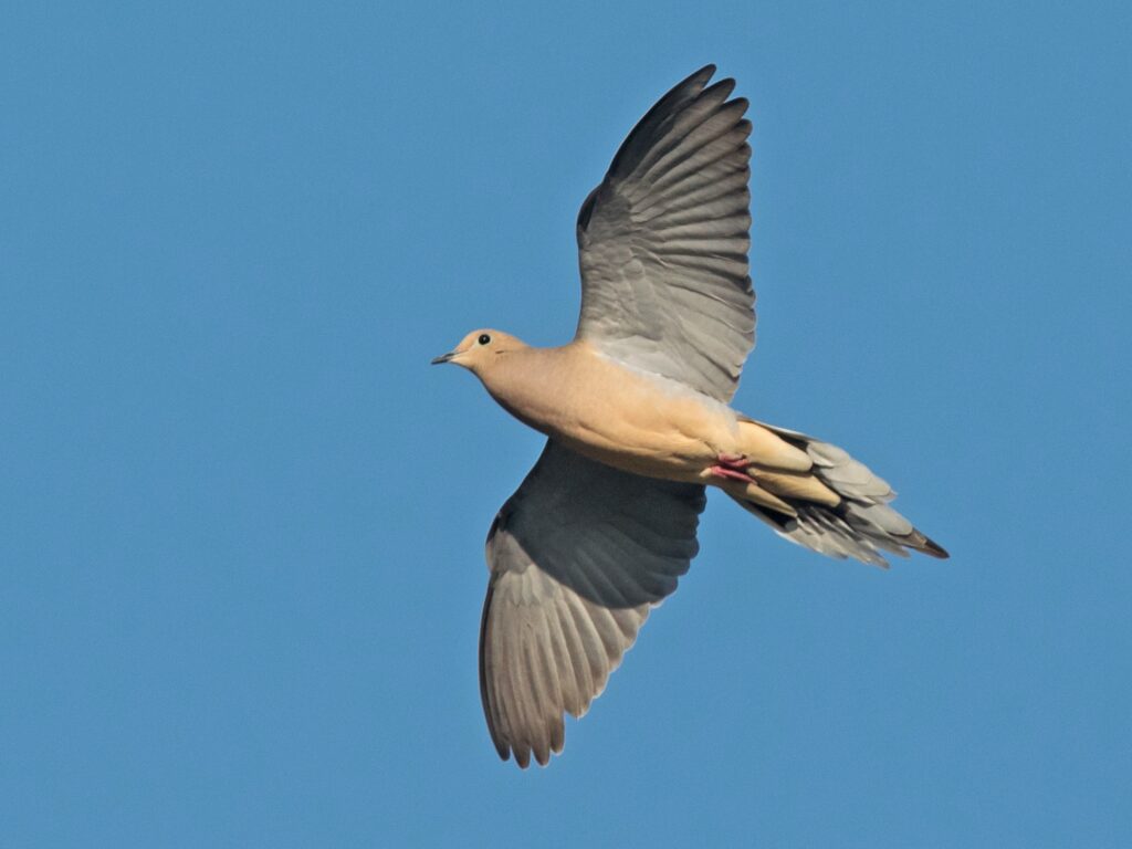 Mourning Dove Symbolism