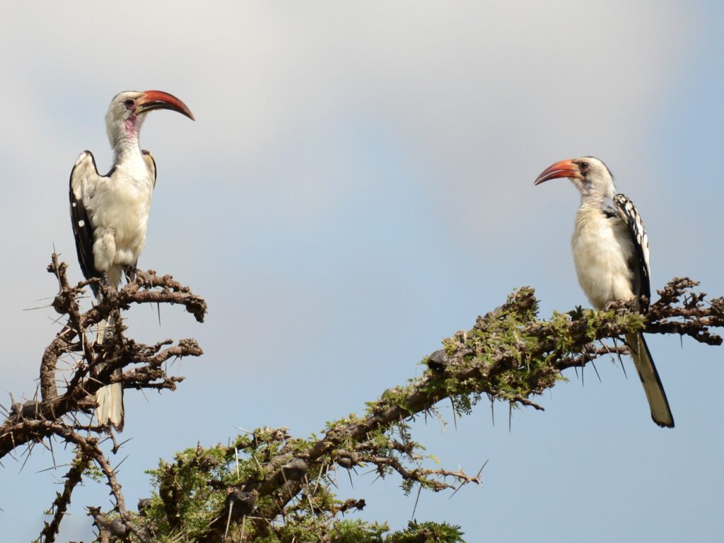 Northern Red-billed Hornbill