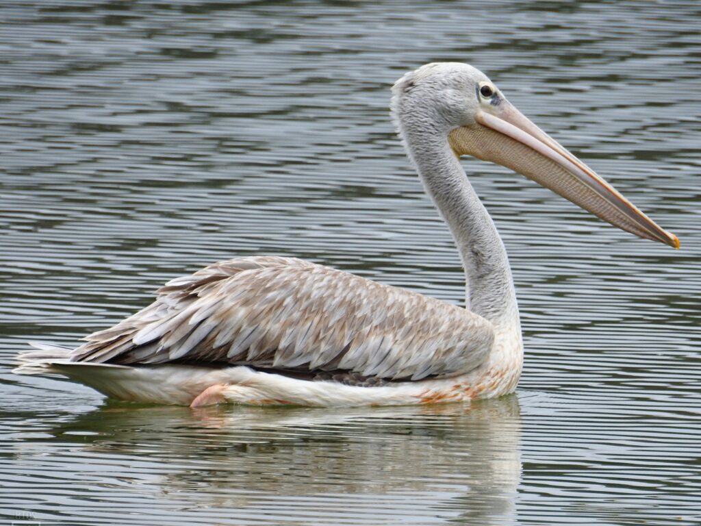 Pink-backed Pelican