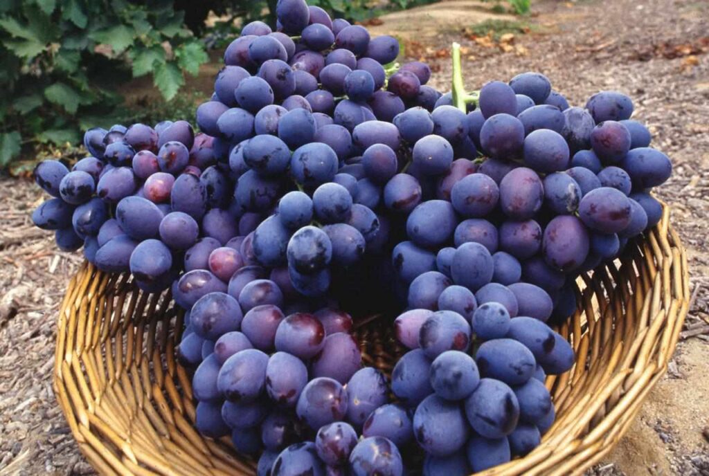 Purple Grapes