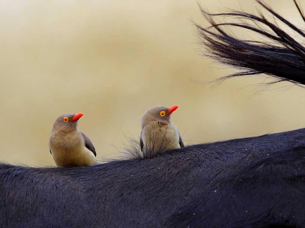 Red-billed Oxpecker