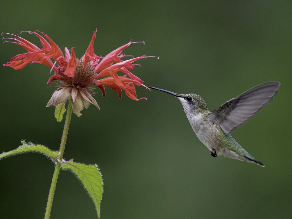 hummingbirds migration