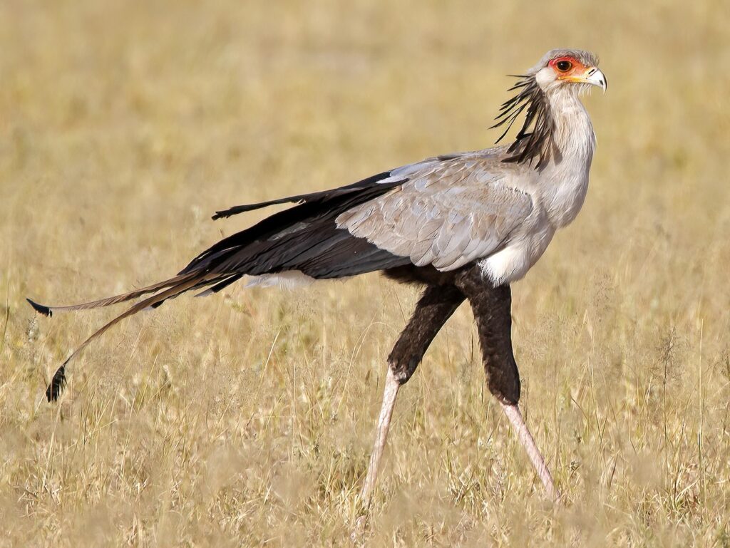 Secretarybird