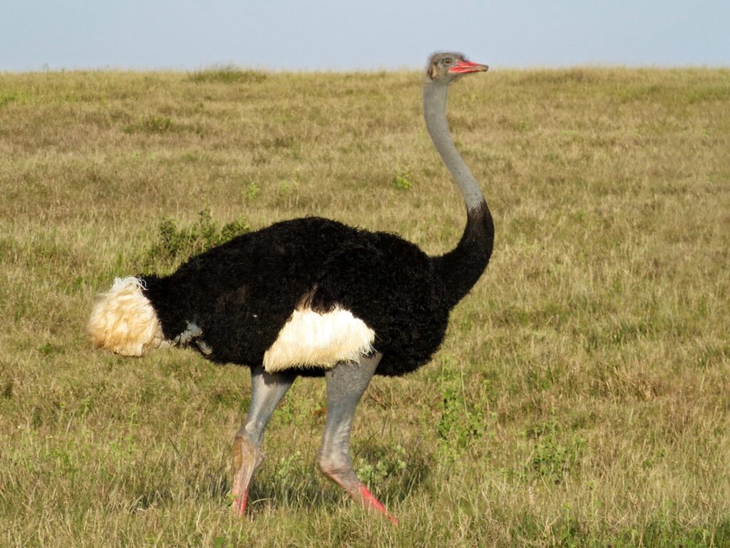 Somali Ostrich
