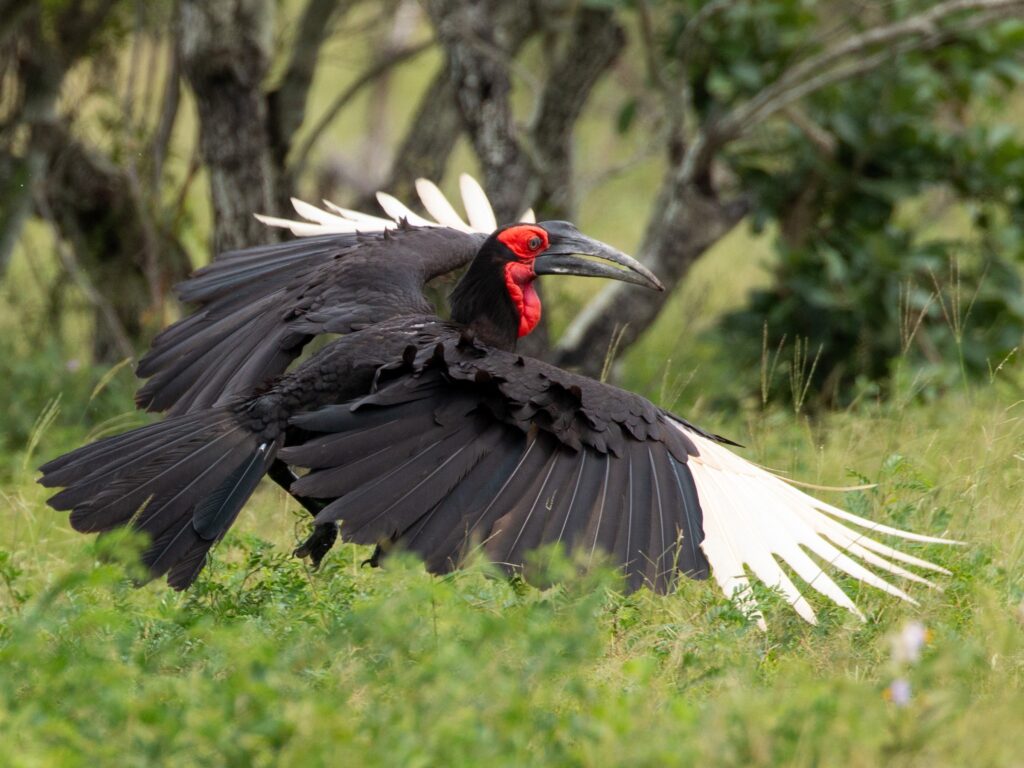 Southern Ground-Hornbill