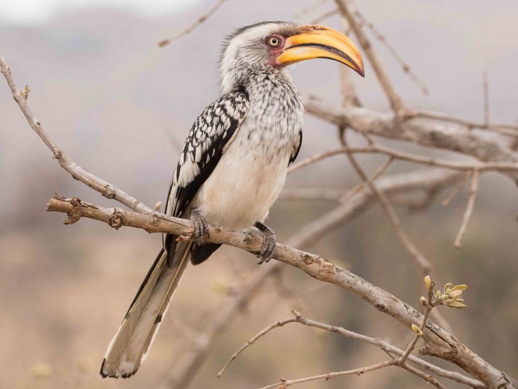 Southern Yellow-billed Hornbill