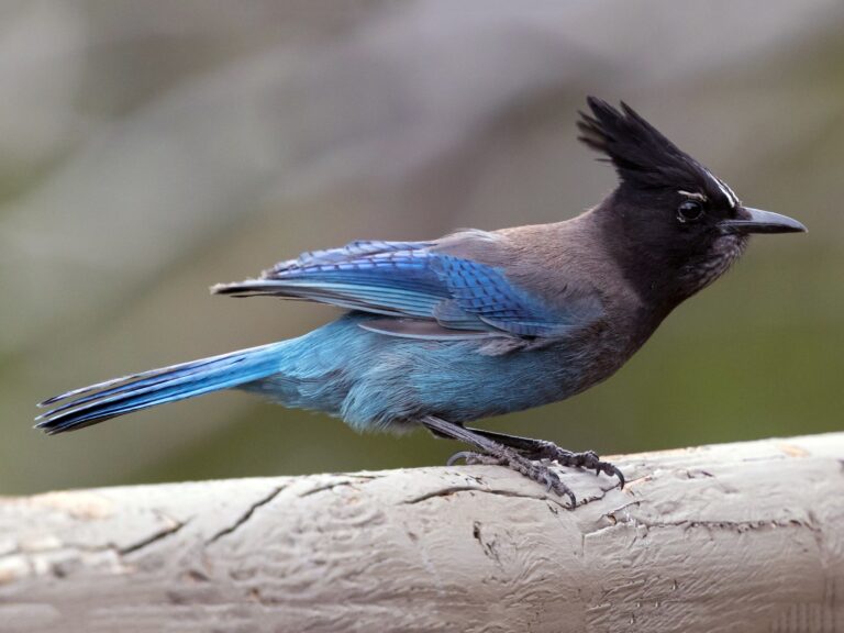 Steller’s Jay