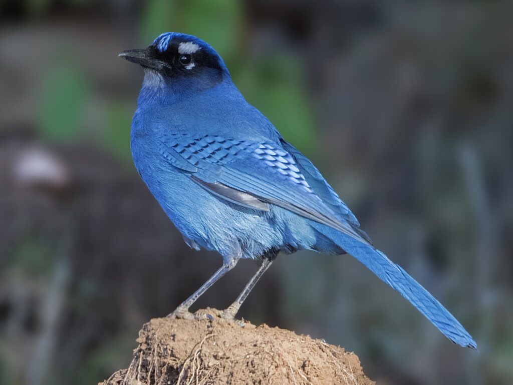 Steller's Jay