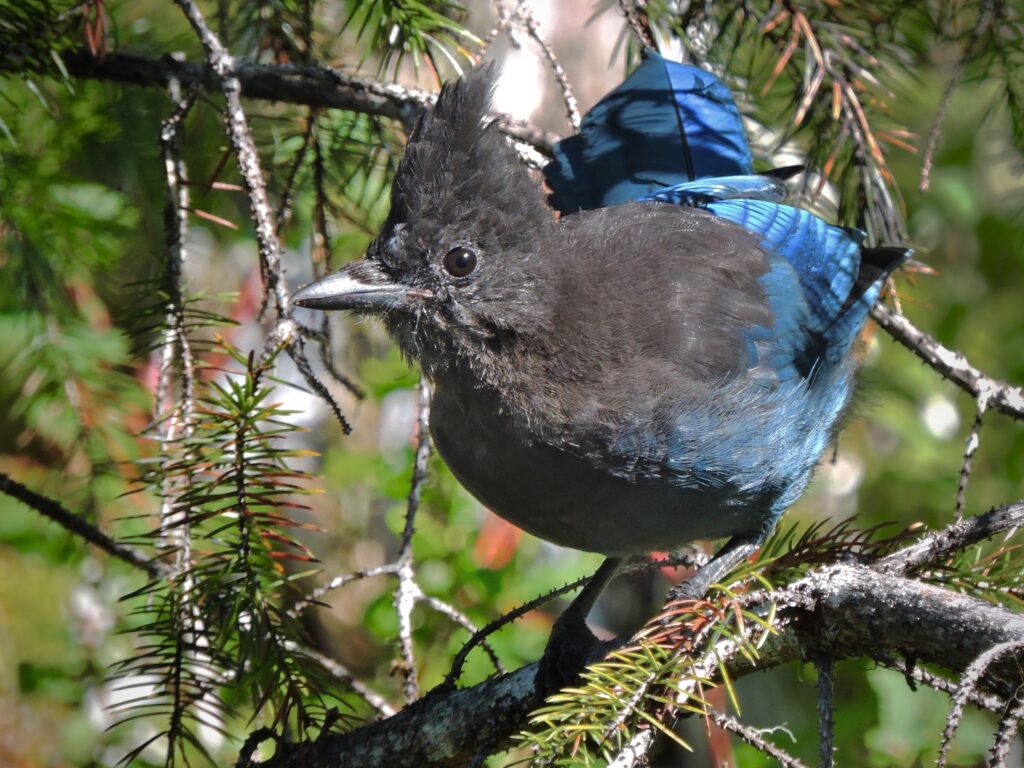 Steller's Jay