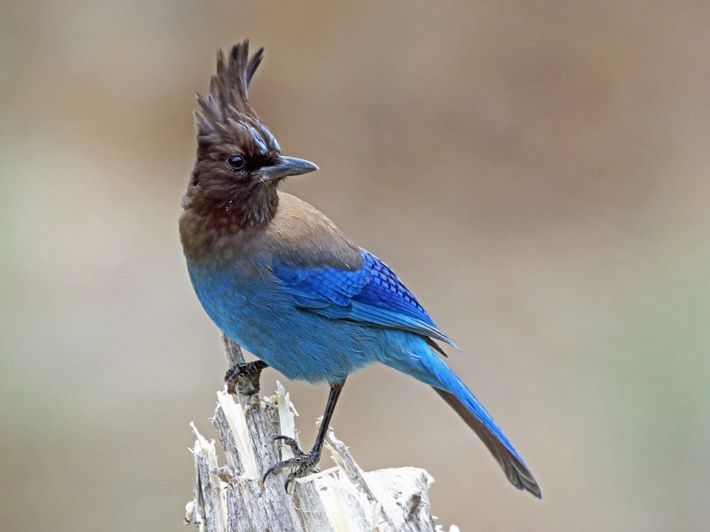Steller's Jay
