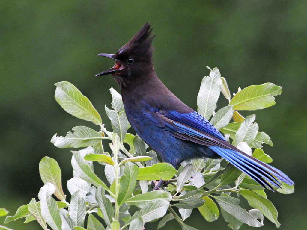 Stellers-Jay