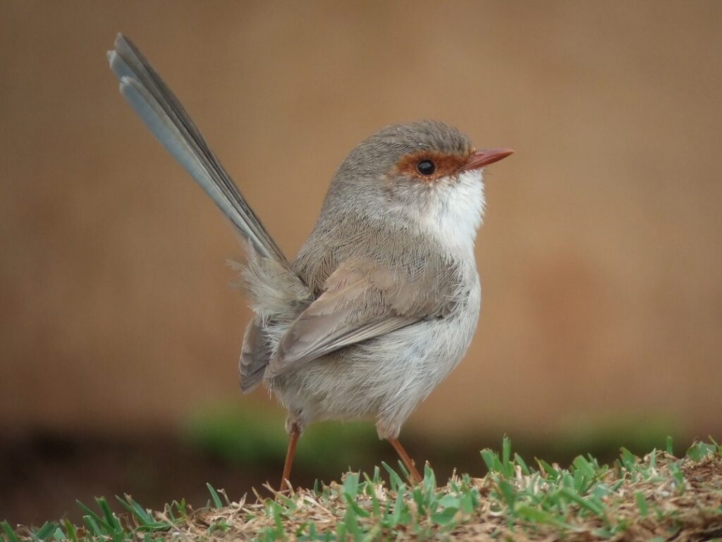 Superb Fairywren