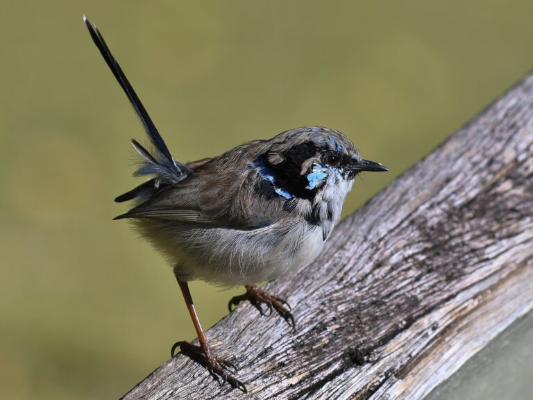 Superb Fairywren