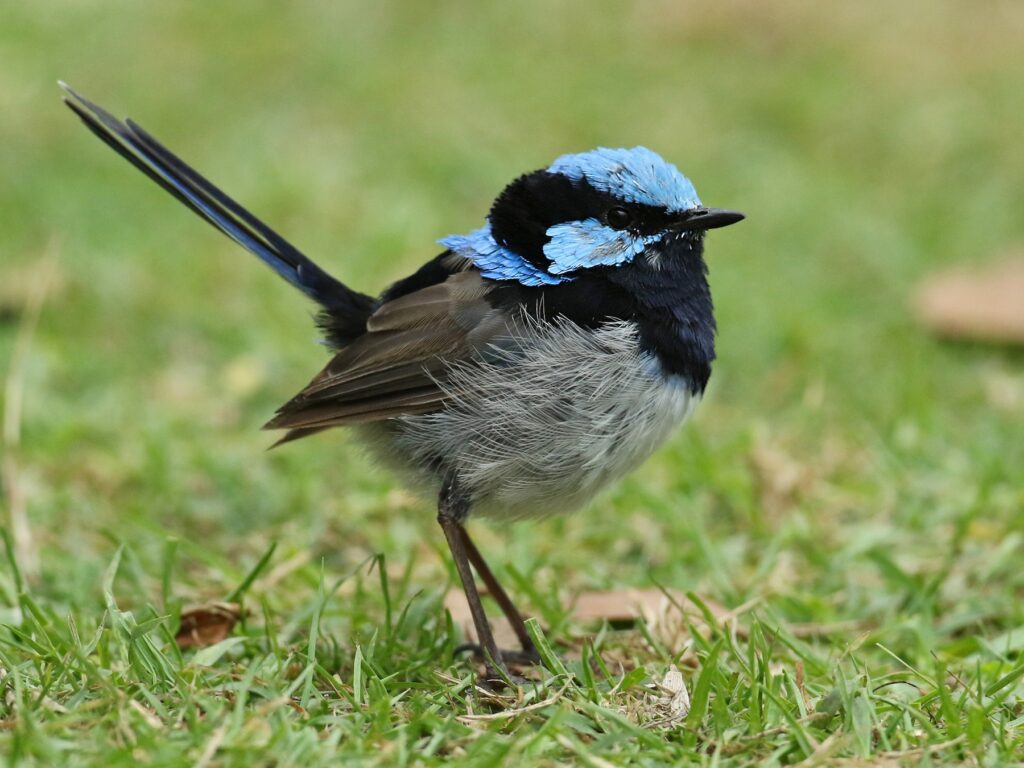 Superb Fairywren