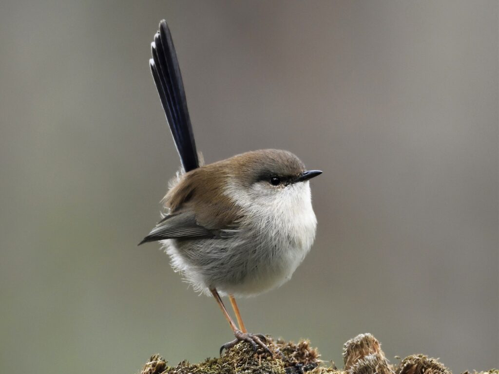 Superb Fairywren