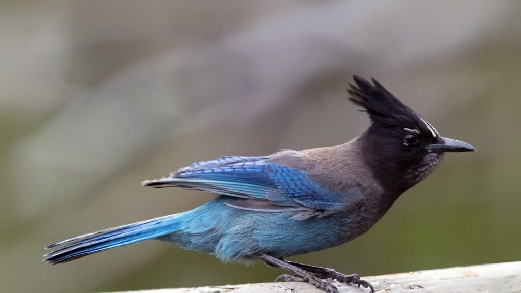 Steller's Jay