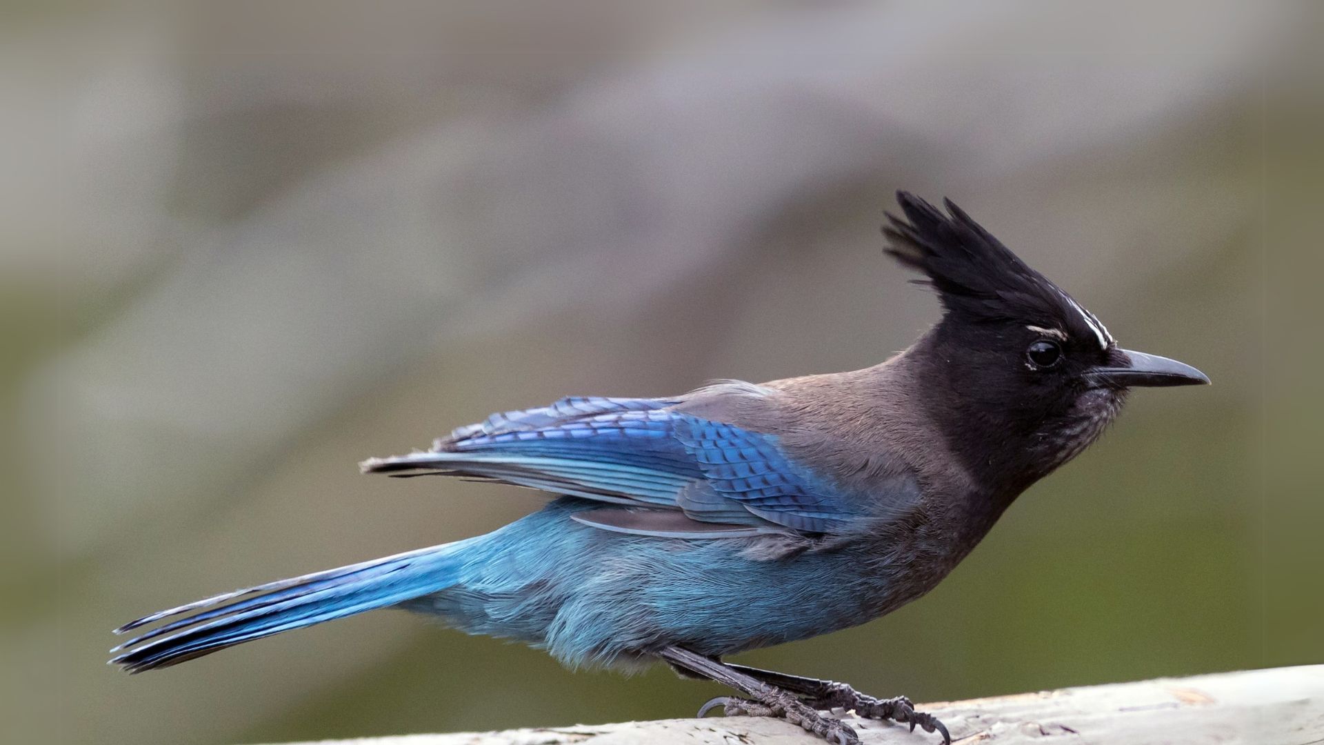 Steller's Jay