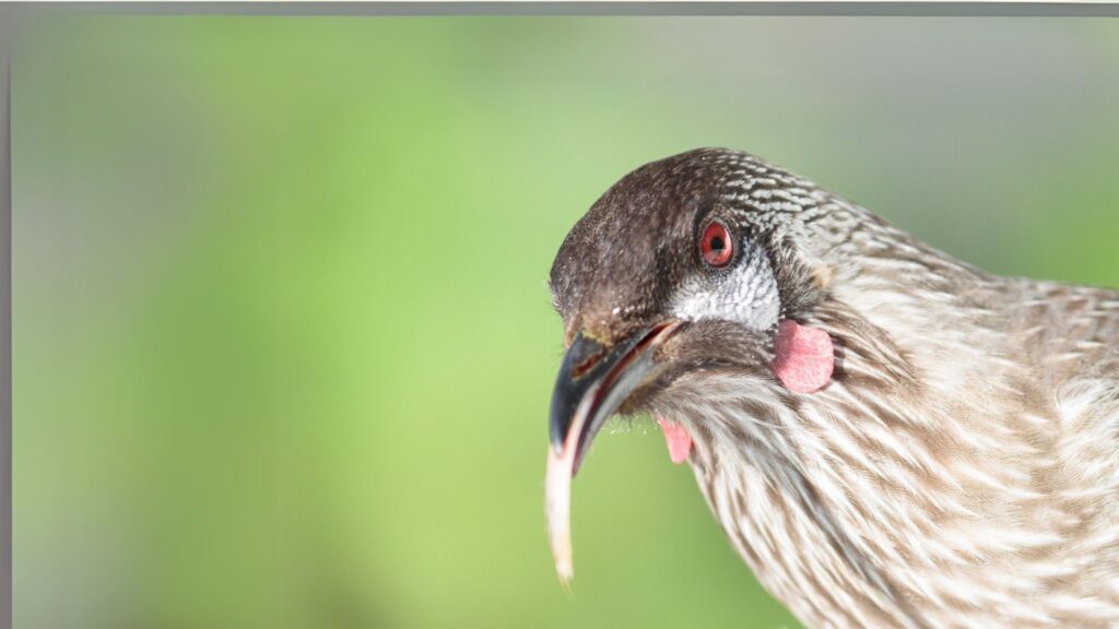 Red Wattlebird