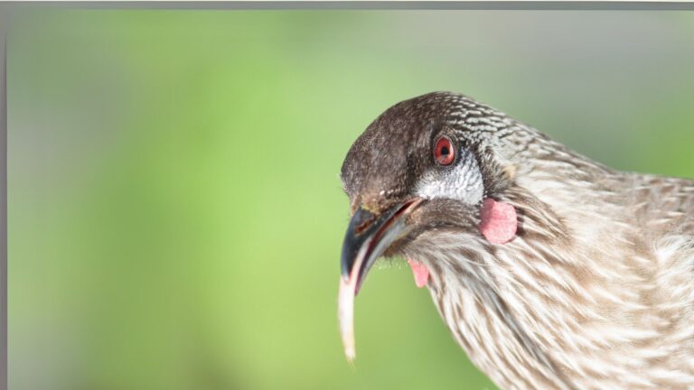 Red Wattlebird