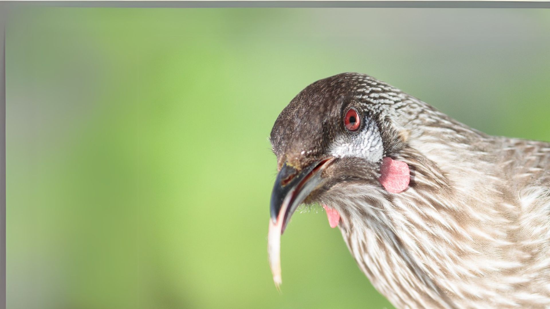 Red Wattlebird