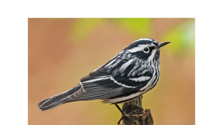 Black-and-white Warbler