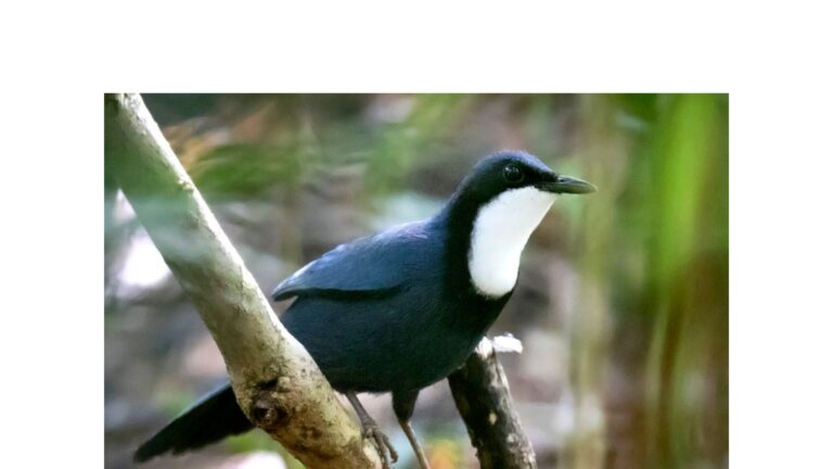 Blue Dimorphic Jewel-Babbler