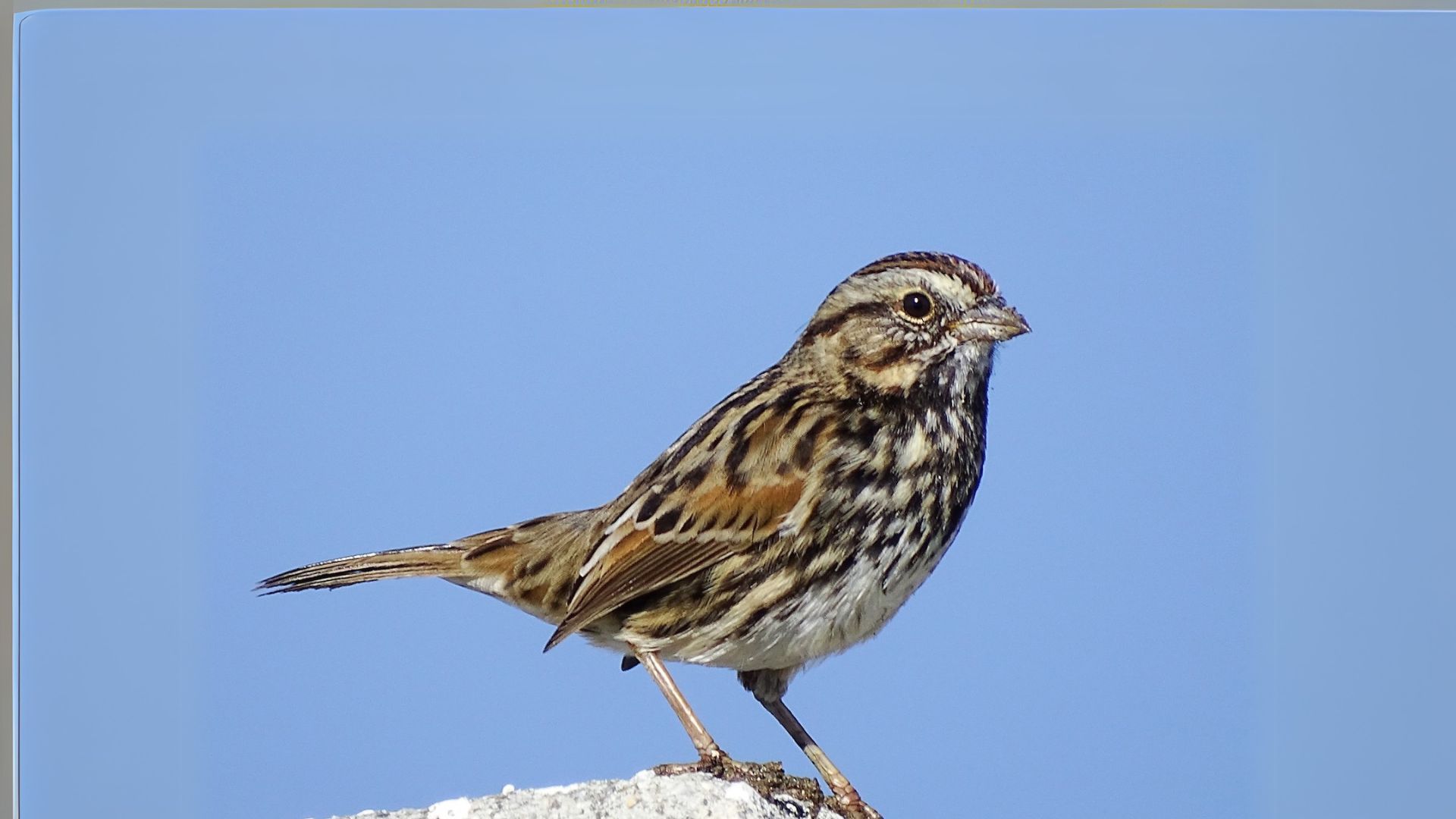 Song Sparrow