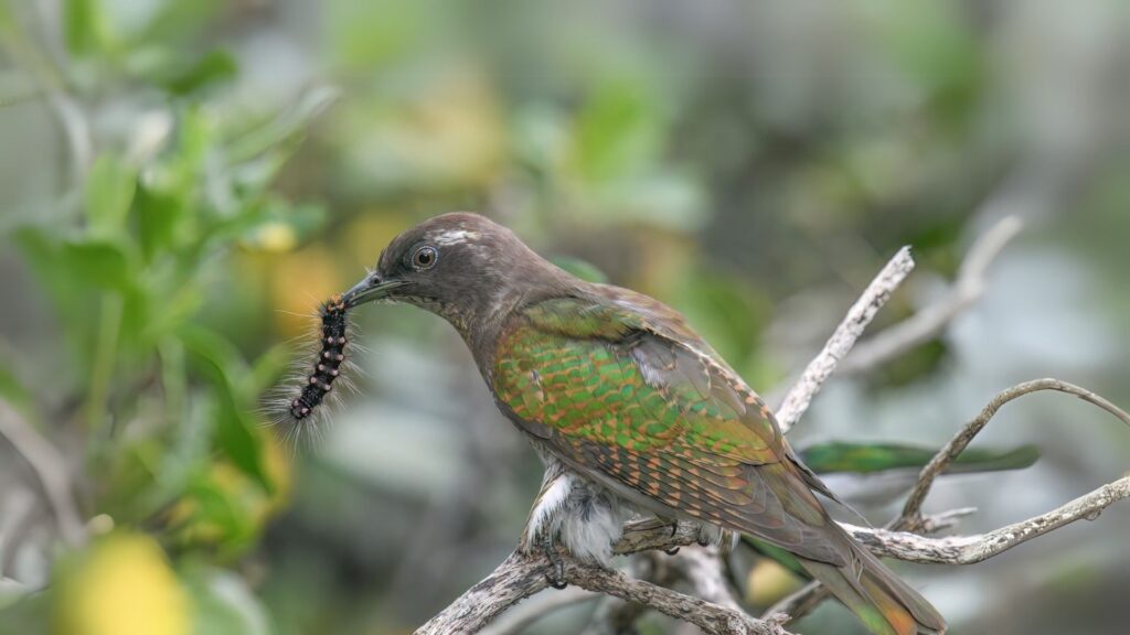 Klaas's Cuckoo