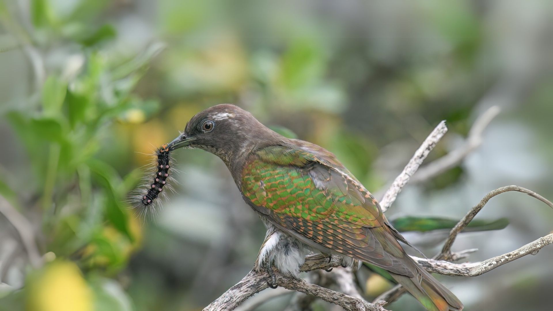 Klaas's Cuckoo