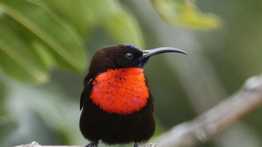 Scarlet-chested Sunbird