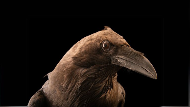 Brown Necked Raven