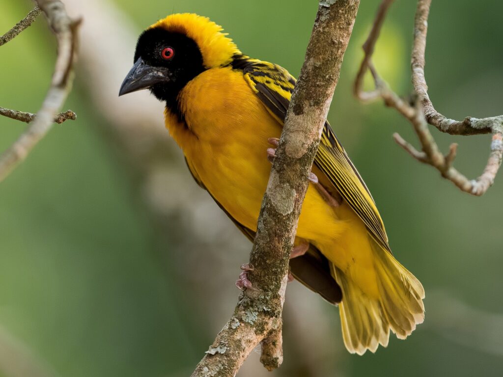 Village Weaver