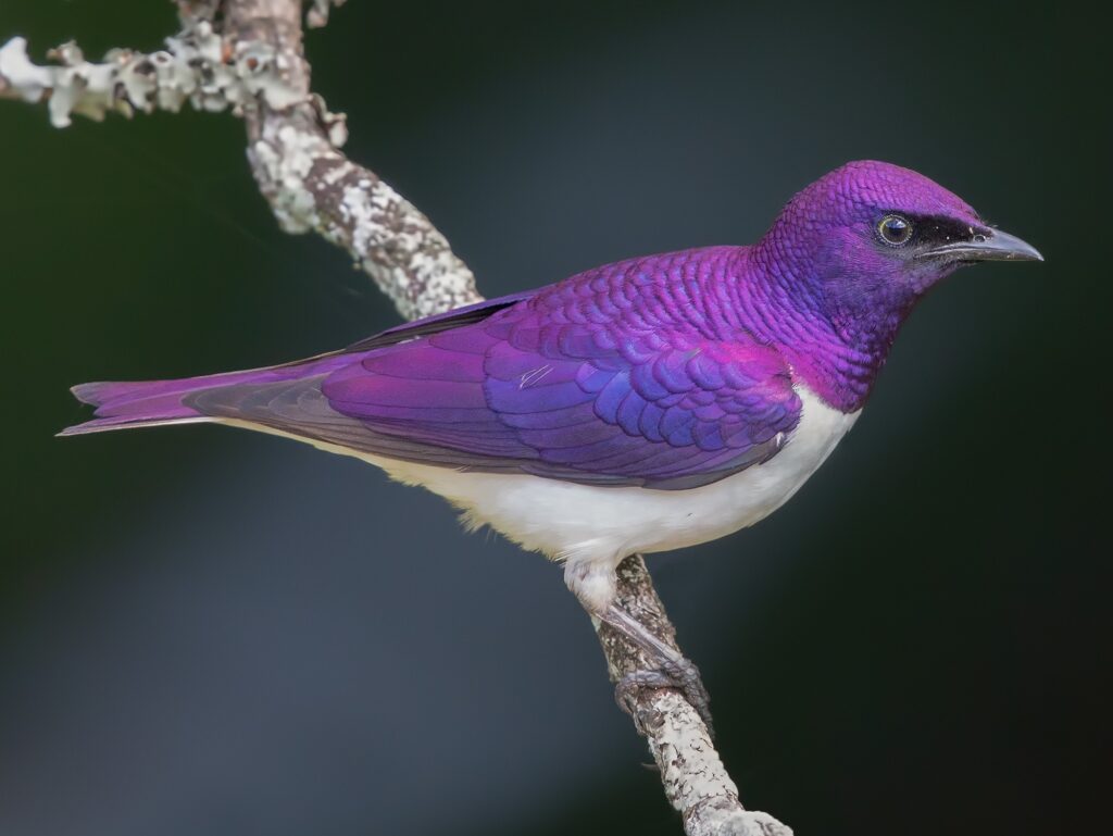 Violet-backed Starling