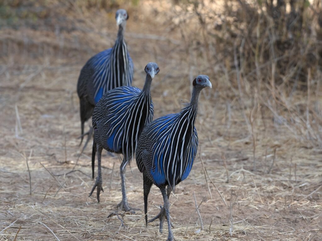 Vulturine Guineafowl