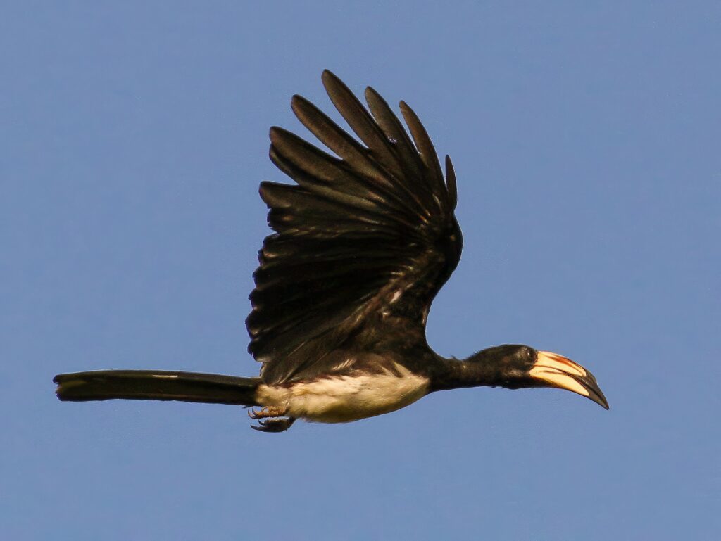 West African Pied Hornbill