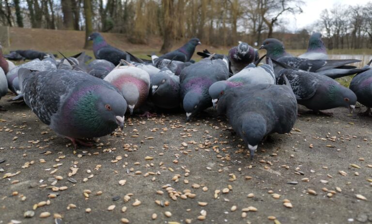 What do pigeons eat