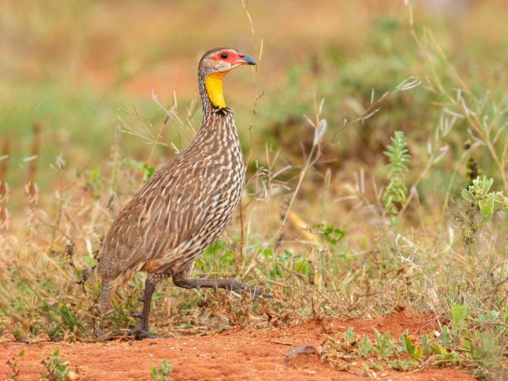 Yellow-necked Spurfowl