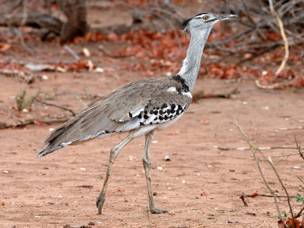 Kori Bustard