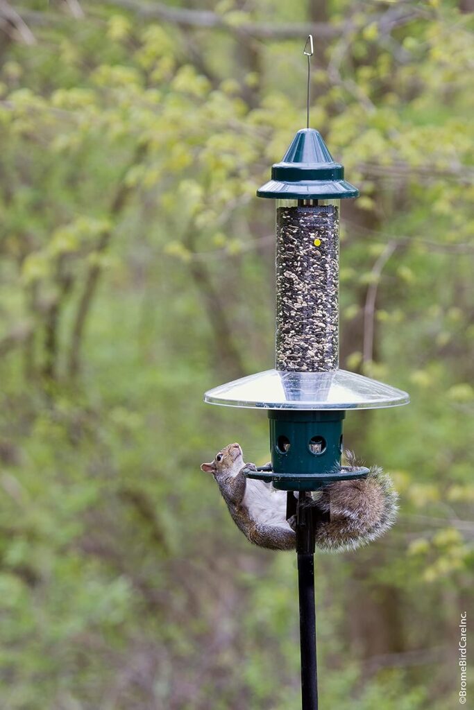 squirrel proof bird feeder