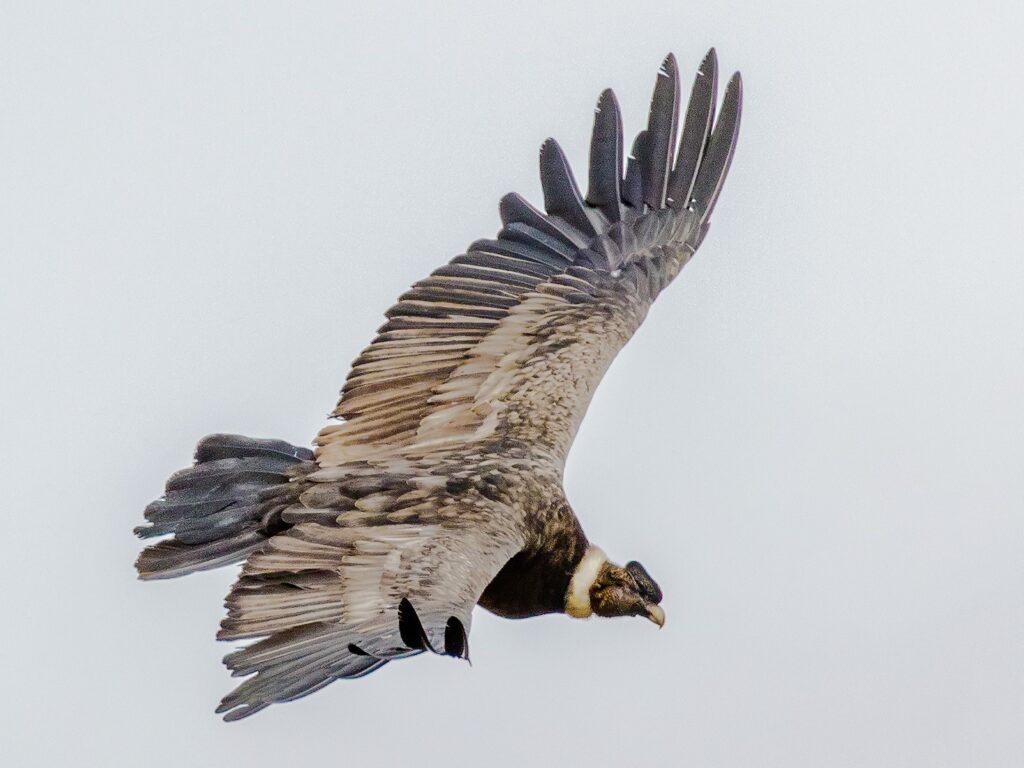Andean Condor