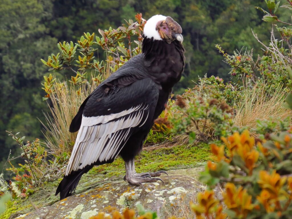 Andean Condor