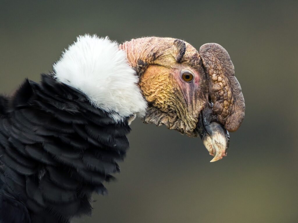 Andean Condor