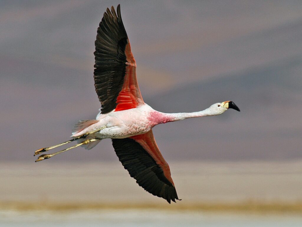 Andean Flamingo