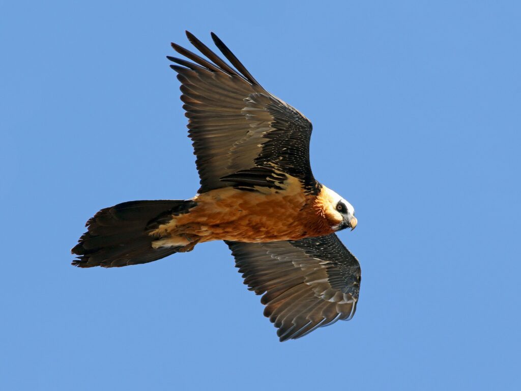 Bearded Vulture