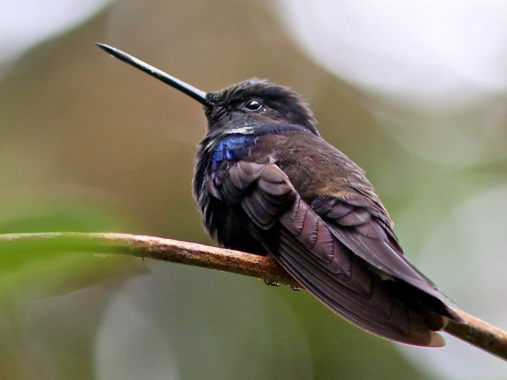Black Inca Hummingbird
