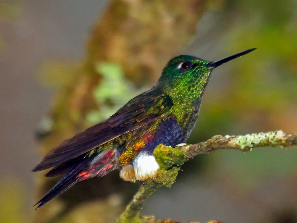 Colorful Puffleg