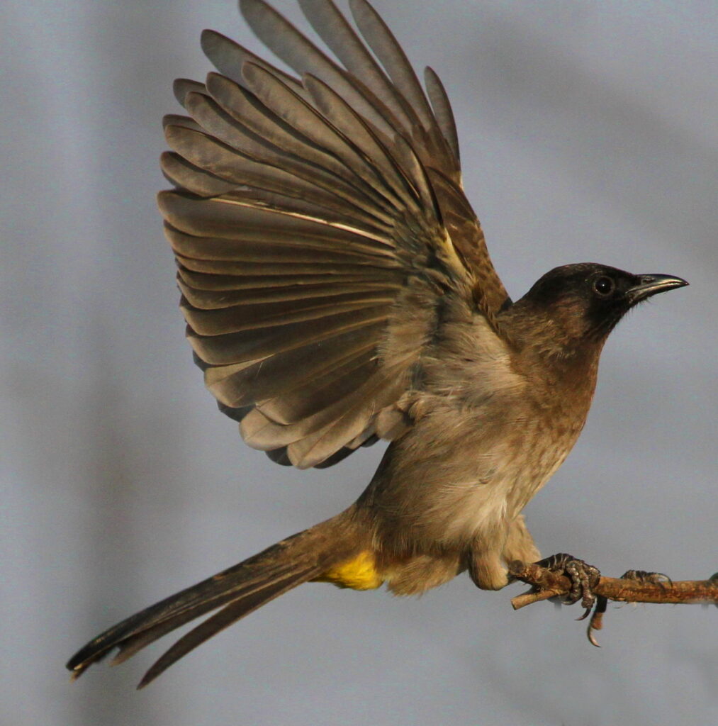 Common Bulbul