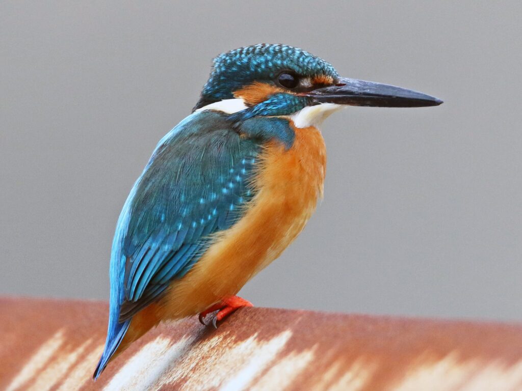 Common Kingfisher