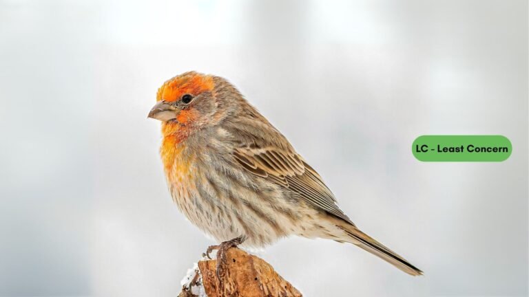 House Finch